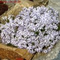 Phlox__Bavaria__01.05.2011