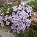 Phlox__Iceberg_01.05.2011_