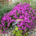 Phlox_douglasii_Tycoon_01.05.2011