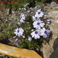 Phlox_subulata_Bavaria_17.04.2011