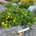 Potentilla_aurea__Goldkind_22.04.2011_