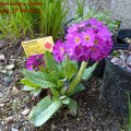 Primula_denticulata-Rubin-_Kugelprimel_17.04.2011