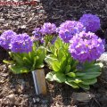 Primula_denticulata_17.04.2011