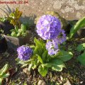 Primula_denticulata_22.04.2011