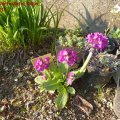 Primula_denticulata_Rubin_22.04.2011