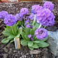 Primula_denticulata__22.04.2011