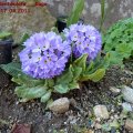 Primula_dentikulata