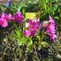 Primula_rosea_22.04.2011
