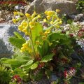 Primula_veris_07.05.2011