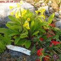 Primula_veris_25.04.2011