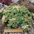 Rhodiola_primuloides_01.05.2011