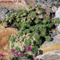 Rhodiola_primuloides_07.05.2011