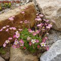 Saxifraga_amoena_01.05.2011