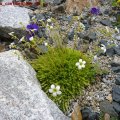 Saxifraga_continentalis_01.05.2011