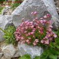 Saxifraga_x_arendsii_Peter_Pan_01.05.2011_