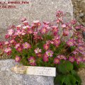 Saxifraga_x_arendsii_Peter_Pan_22.04.2011_