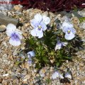 Viola_cornuta_hellblau_07.05.2011