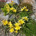 Wildtulpe_Tarda_17.04.2011