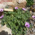 geranium_cinerum_Ballerina_07.05.2011