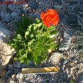 papaver_nudicaule_13.05.2011