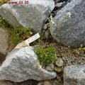 saxifraga_decipiens_01.05.2011