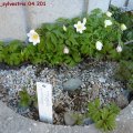 Anemone_sylvestris.04.2011