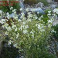 Arabis_ferdinand-coburgii_Variegata_09.04.2011