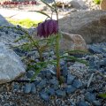 Fritillaria_meleagris_09.04.2011