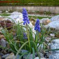 Traubenhyazinthe_09.04.2011
