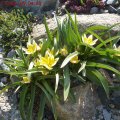 Wildtulpe_Tarda_09.04.2011