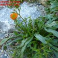 Erigeron_aurantiacus_Orangefarbenes_Berufkraut_10.10.2010