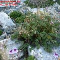 Erodium_cheilanthifolium_Reiherschnabel__10.10.2010