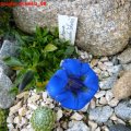 Gentiana_acaulis_Schweiz_08.10.2010