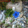 Gentiana_acaulis_Schweiz_10.10.2010