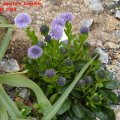 Globularia_punctata_Kugelblume__08.05.2010