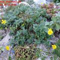 Helianthemum_Sterntaler_SonnenrÃ¶schen_10.10.2010