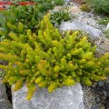 Sedum_rupreste__Angelina_02.10.2010