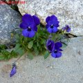 Veilchen_blau_10.10.2010