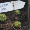 Weisses_Nest