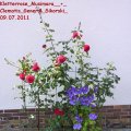 Kletterrose_Musimara__+_Clematis_General_Sikorski_09.07.2011
