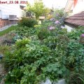 Schattenbeet_23.08.2011